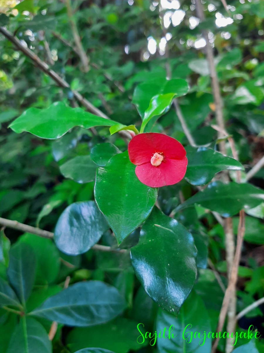 Euphorbia milii Des Moul.